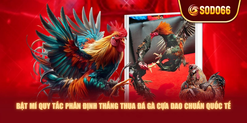 Bật mí quy tắc phân định thắng thua đá gà cựa dao chuẩn quốc tế