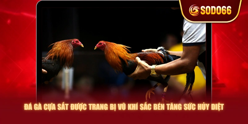 Đá gà cựa sắt được trang bị vũ khí sắc bén tăng sức hủy diệt