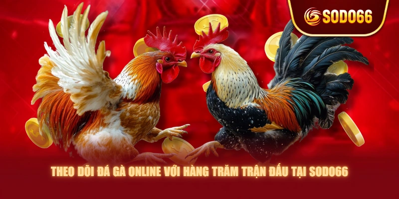 Theo dõi đá gà online với hàng trăm trận đấu tại SODO66