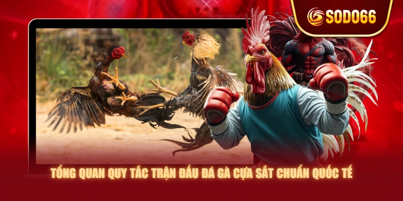 Tổng quan quy tắc trận đấu đá gà cựa sắt chuẩn quốc tế